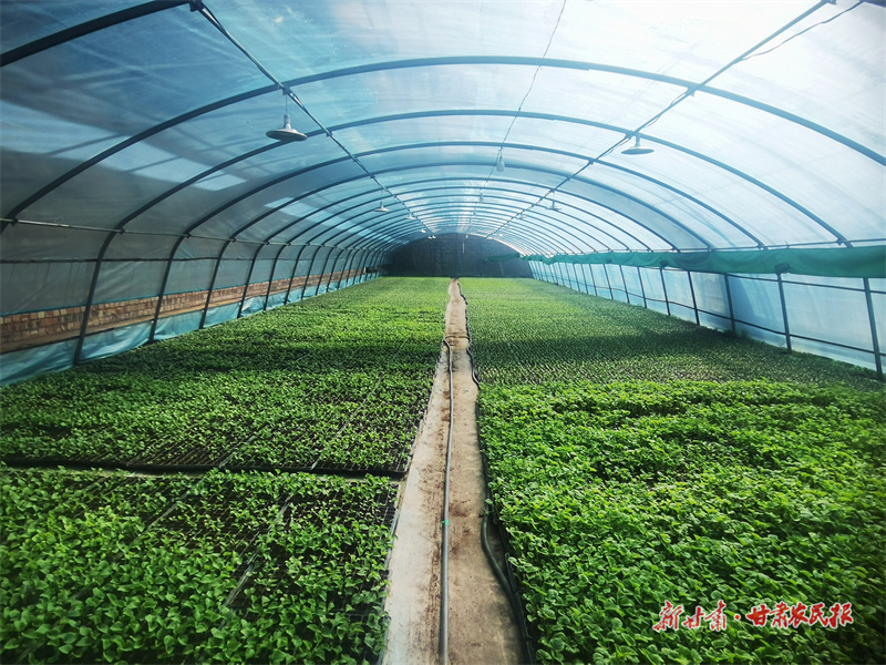 一苗一果一片田 科技赋能绘春耕——静宁县智慧农业引领高质量发展新篇章