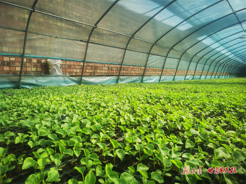 静宁：抢抓农时忙春耕