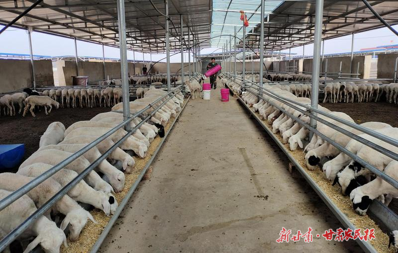 古浪：量质提升推动羊产业高质量发展