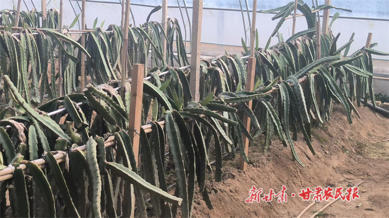 华亭：“甜蜜产业”带来甜蜜生活