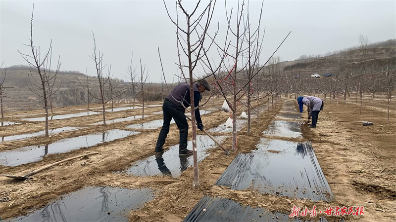 静宁：春耕覆膜助增收