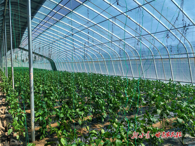 庄浪：春耕变“丰收” 增收致富忙