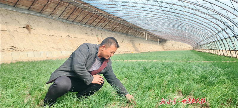 民勤：戈壁滩上绽放节水农业“绿色奇迹”
