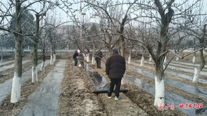 静宁：梨园春管助增收