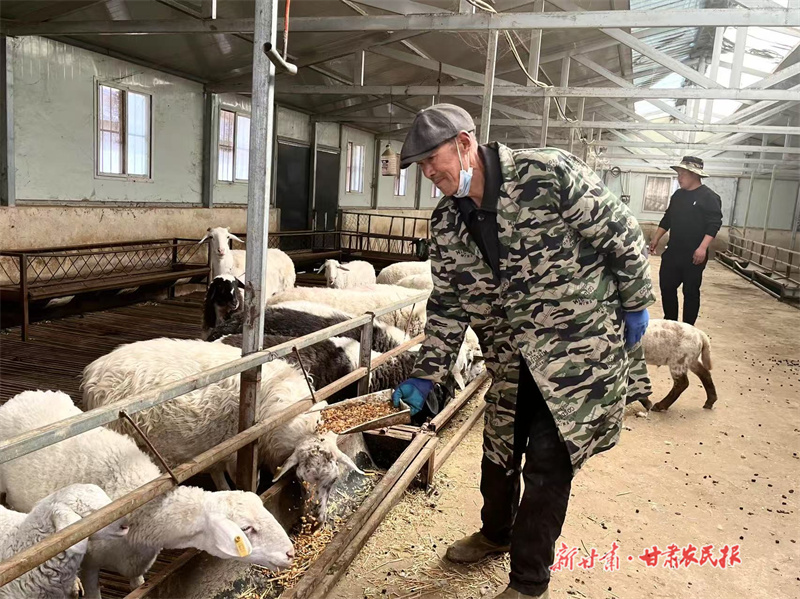 灵台：羊产业“畜”势勃发助增收
