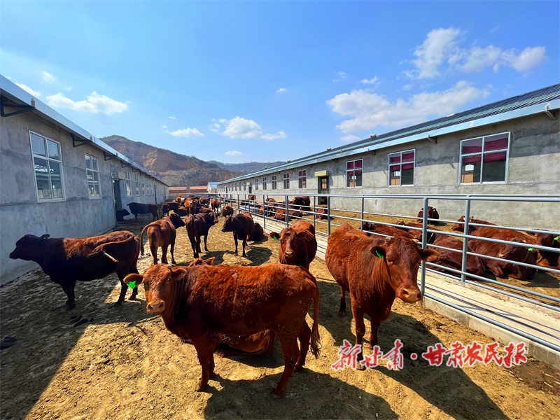 华亭：牛棚“换新颜”养牛“犇富路”