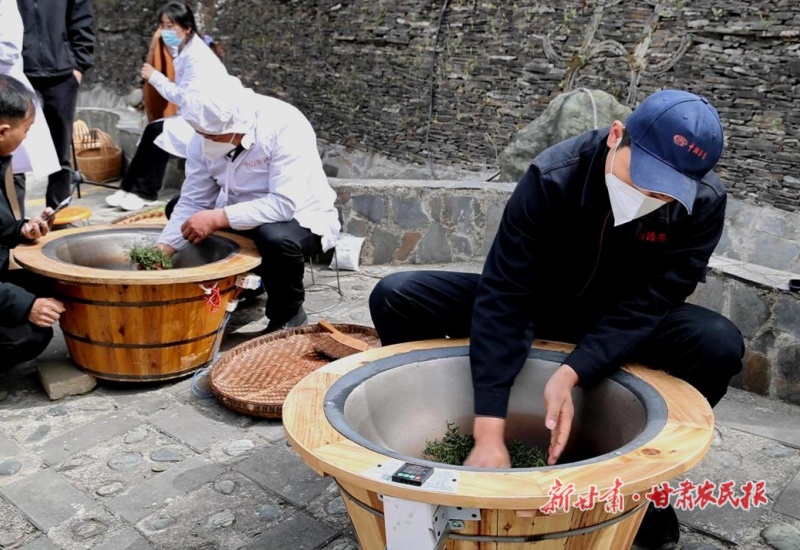 康县：一缕茶香激活一方产业