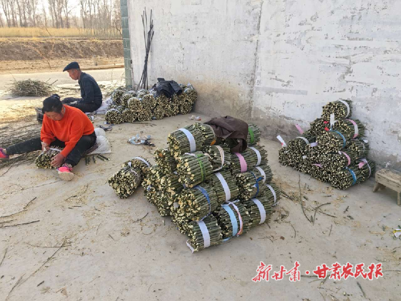 金塔县：栽下“小苗木”带来“绿富美”