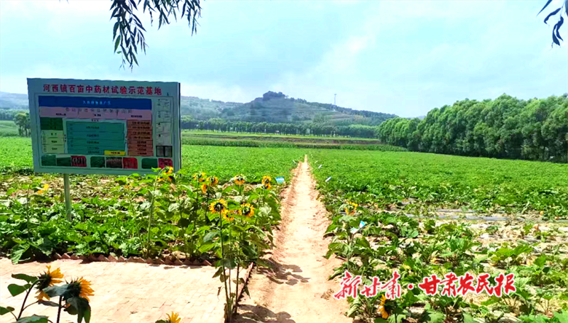 华亭：从“一株药”到“一条链”的蜕变