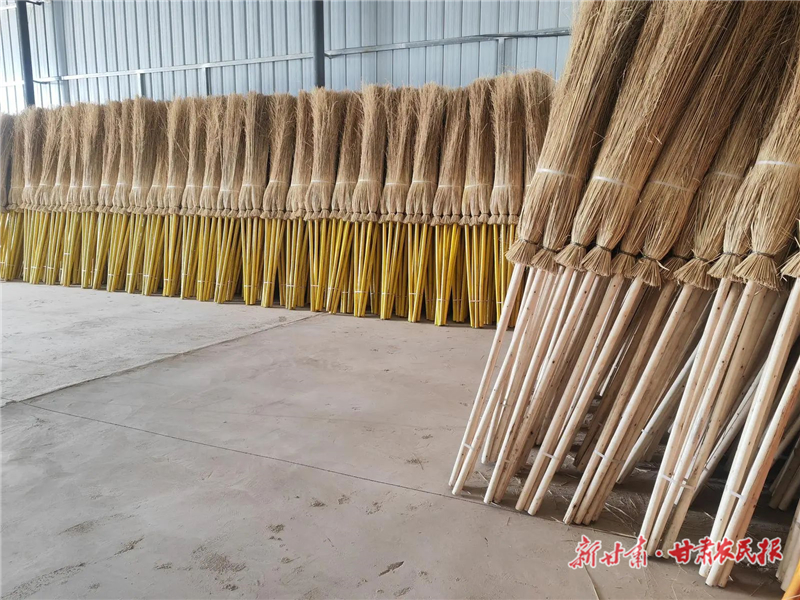 永昌：芨芨草变“致富草”