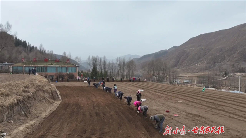 天祝县天堂镇：田间沃野溢药香