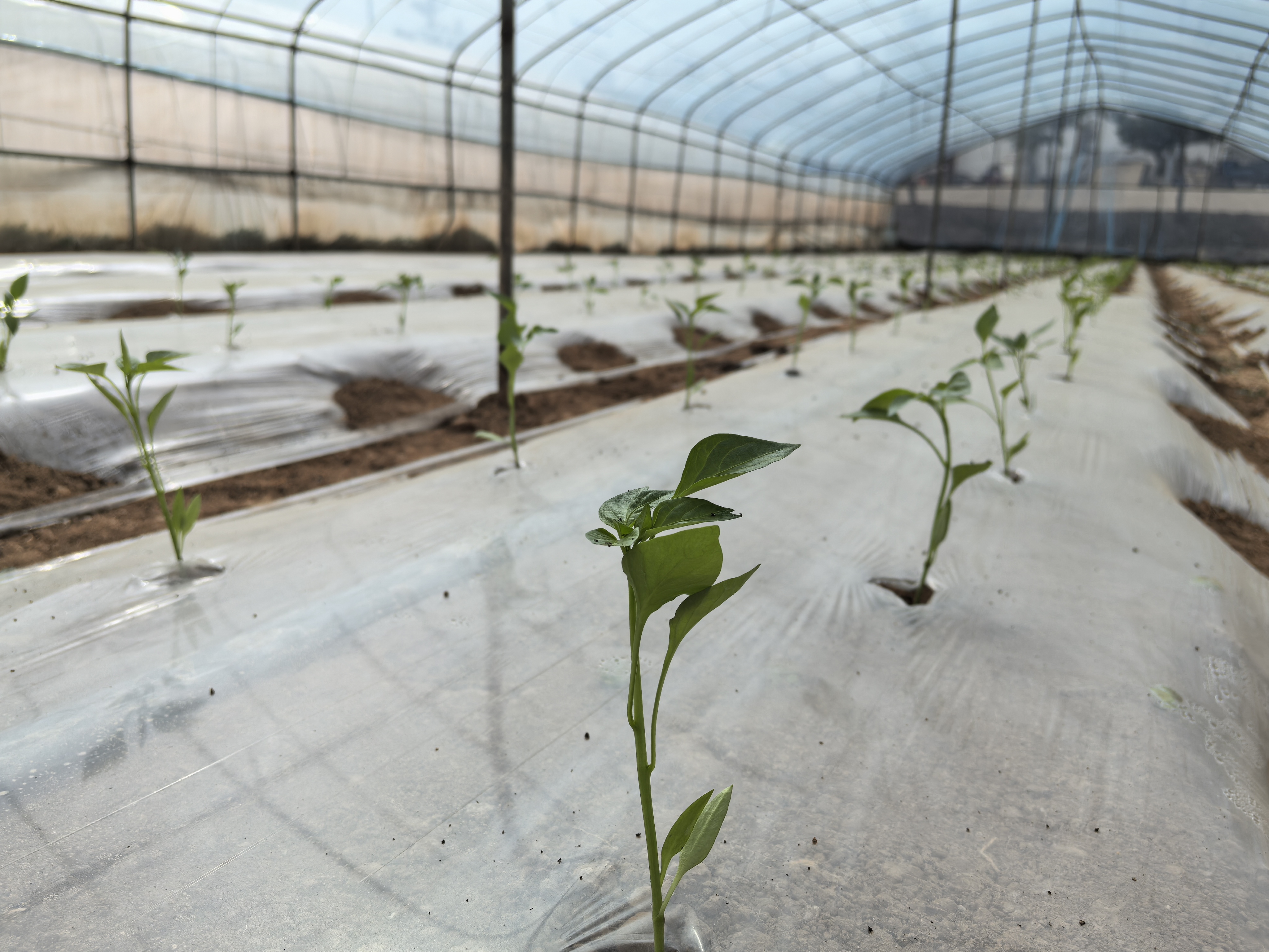 灵台：大棚育苗春耕