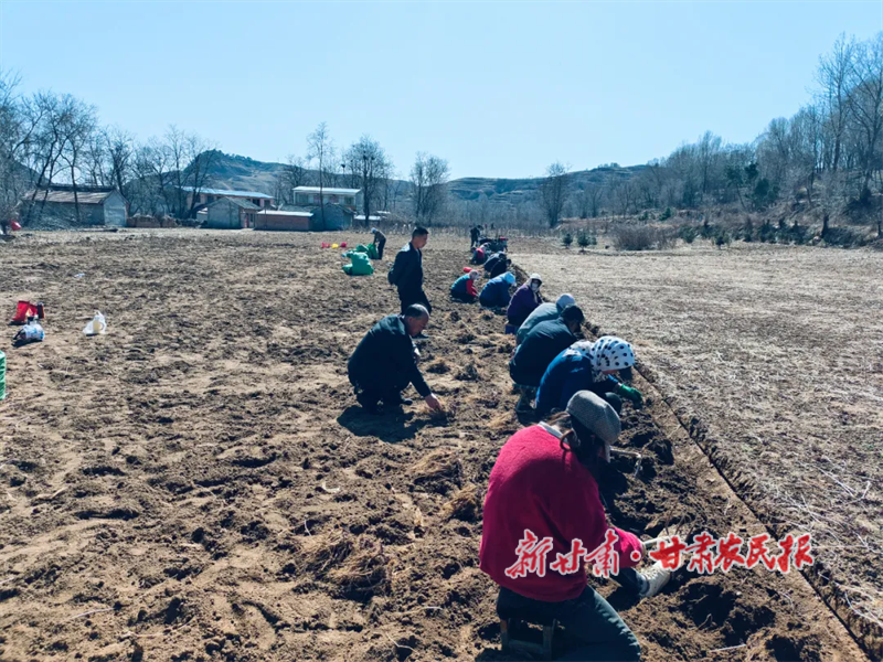 华亭：小药苗铺就绿色致富大道
