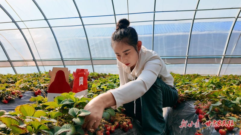 司俊婷 大棚“孕”出致富梦