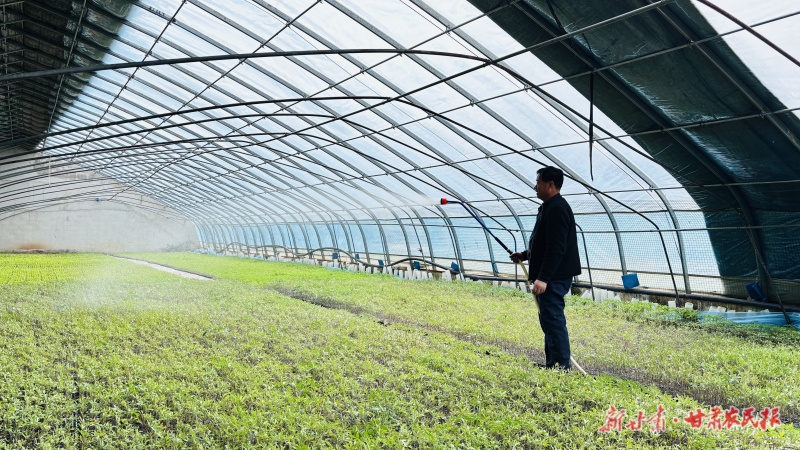 大棚甜瓜幼苗浇水