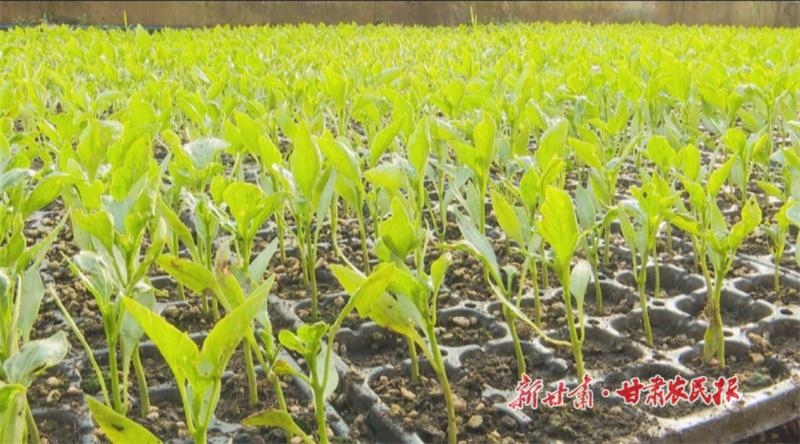 华亭：春到田间催人忙 产业繁花处处旺
