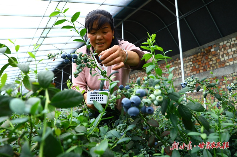 岷县高原蓝莓采摘了