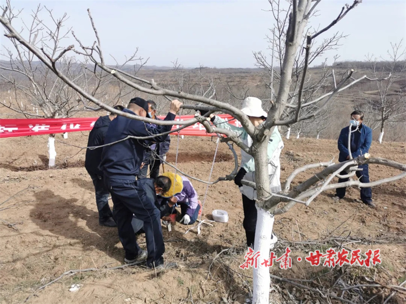 华亭：果园套种 致富双赢