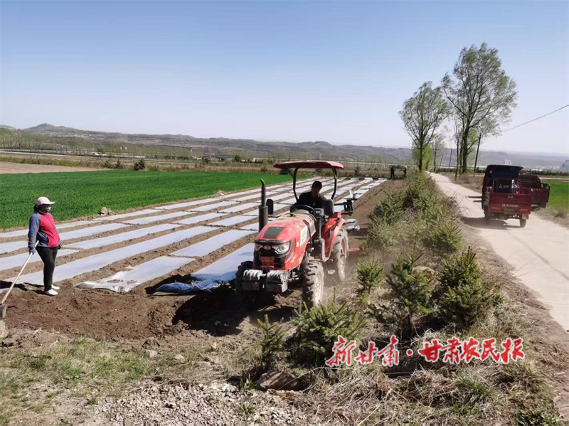 华亭：金豆玉茭织锦绣 良技良策绘丰年