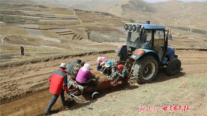 天祝：梯田生“金”药香浓 绘就产业振兴图