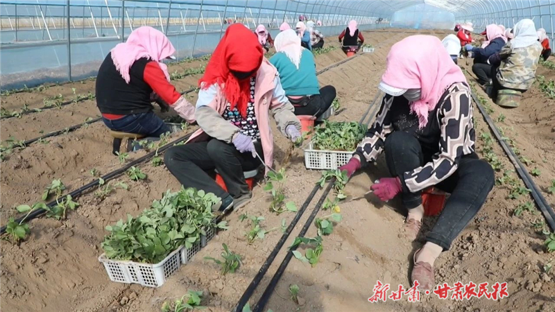 天祝：高原棚膜映春光 草莓播种新希望