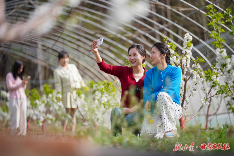 大樱桃种植基地