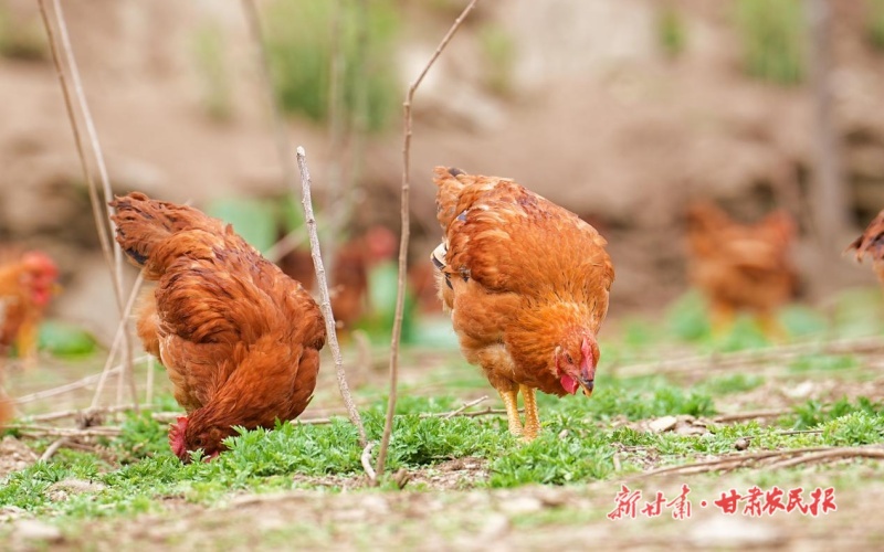 康县豆坝镇：高原牦牛“首秀”生态土鸡“出圈”