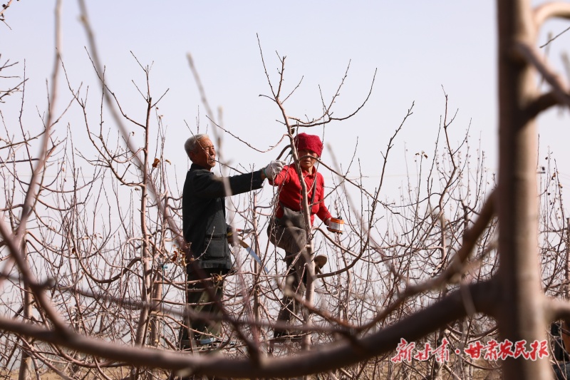 “金牌老张”的35年“苹果情缘”
