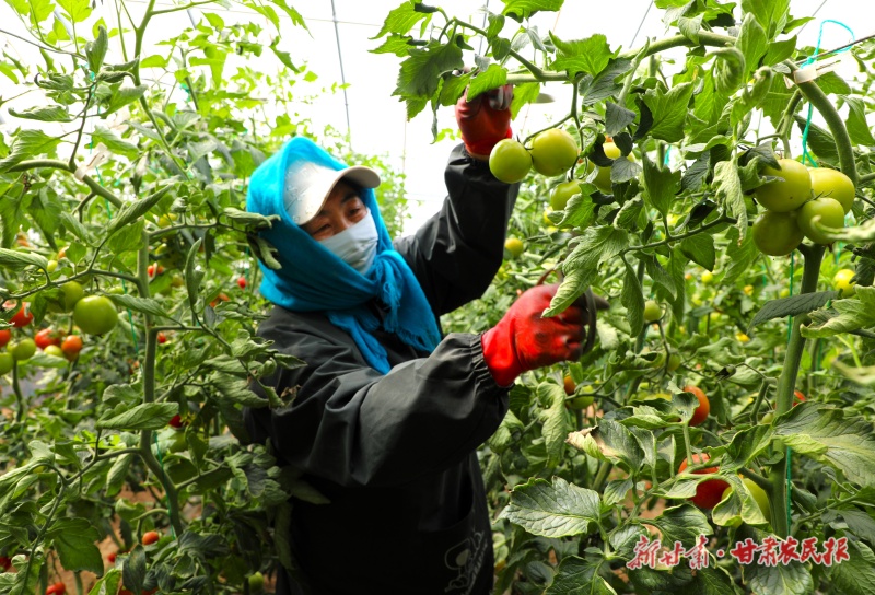 工人给西红柿剪枝