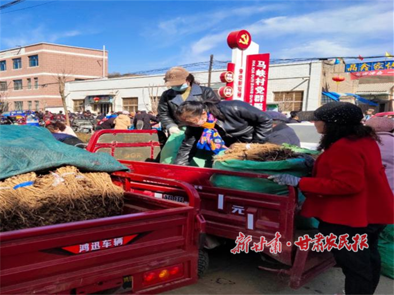 华亭：一棵药苗“种出”一剂致富良方