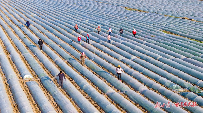 菜农为小拱棚娃娃菜开透气孔