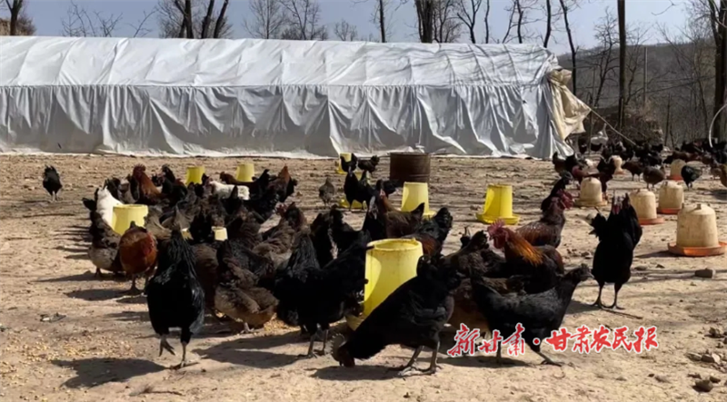 华亭：“生态鸡”养出好“钱景”