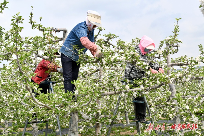 万亩花牛苹果基地