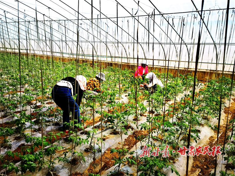 华亭：一朵“小黄花”孕育致富“大希望”