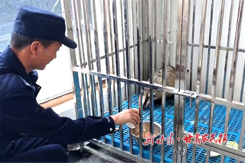 警民携手救助国家保护动物猪獾重归自然