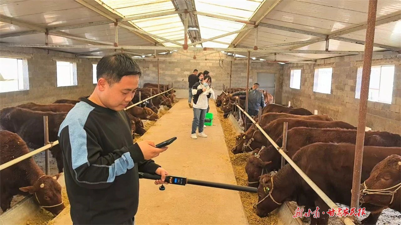 崆峒：“云端牧场”链出红牛富民产业