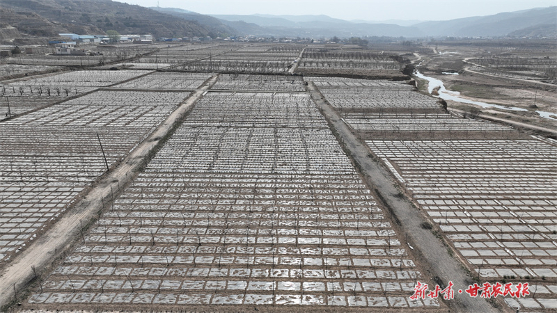 旱塬用上“黑科技”——静宁县滴灌技术赋能苹果产业转型升级