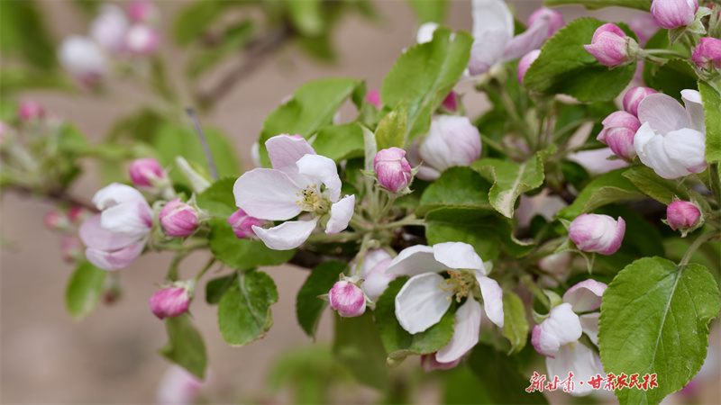 静宁：苹果花开管护忙