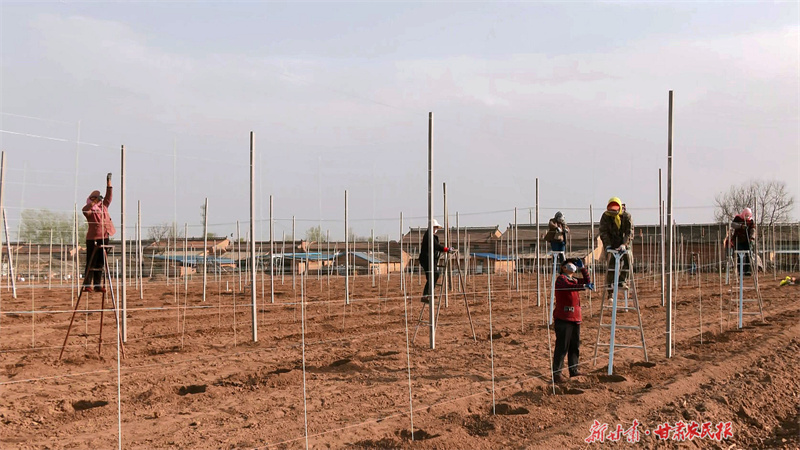 从老果园到“智慧园”——泾川县苹果产业转型升级见闻