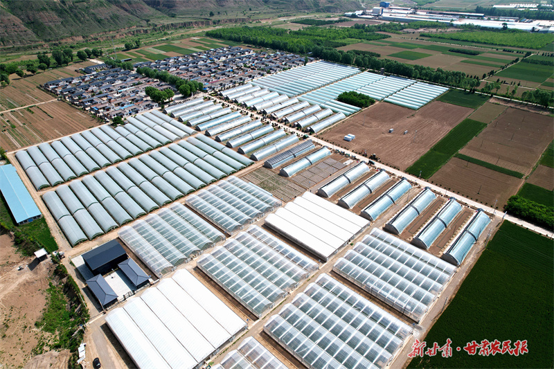 灵台：千亩洋姜种出乡村振兴路