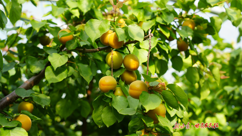 静宁：大棚杏子“鲜”上市