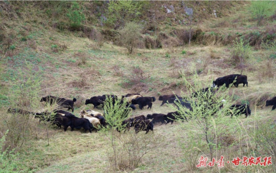 康县豆坝镇：高原牦牛“首秀”生态土鸡“出圈”