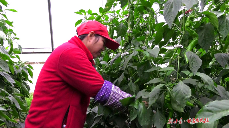 “菜篮子”变成“钱袋子”——泾川县蔬菜产业促农增收见闻