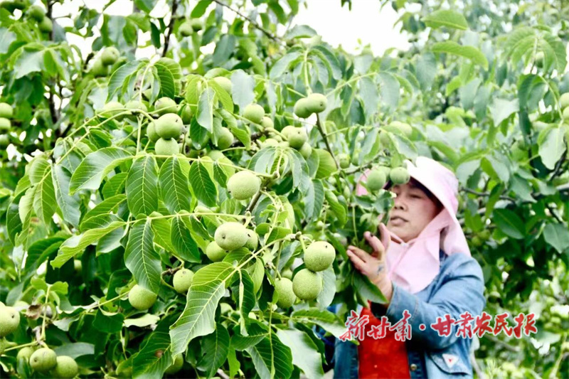 华亭：“小核桃”变身“金果果”——华亭市核桃产业链发展工作综述