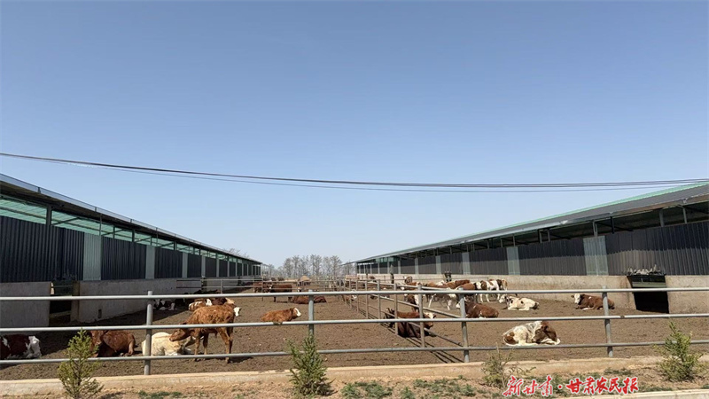 泾川：“创新驱动”推进现代农业提质增效