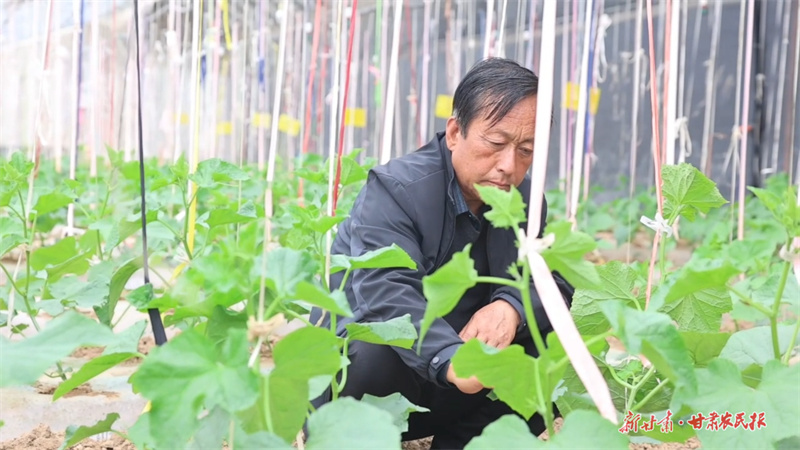 崇信：刘永军，泥土里走出的“蔬菜教授”