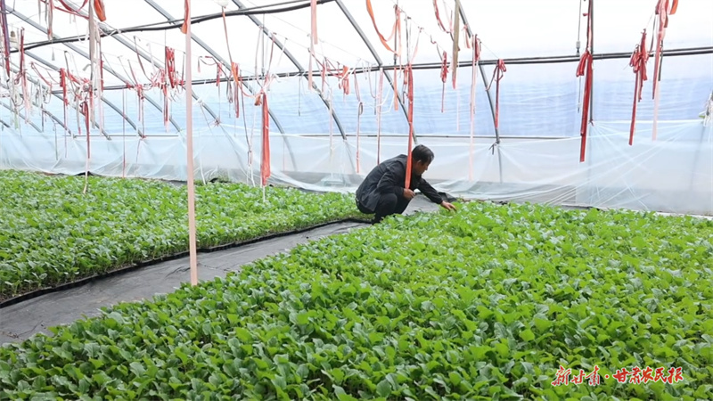 庄浪：特色产业冲刺百亿产值