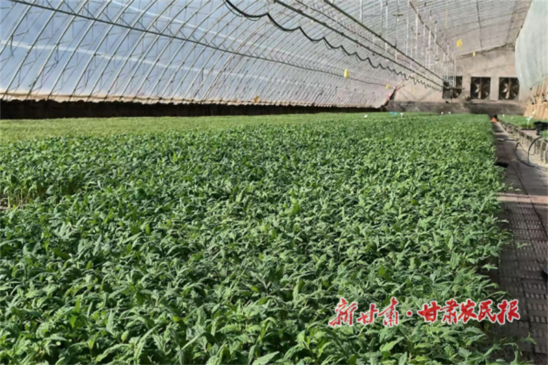 华亭：菜苗长势优 “待嫁”入田忙