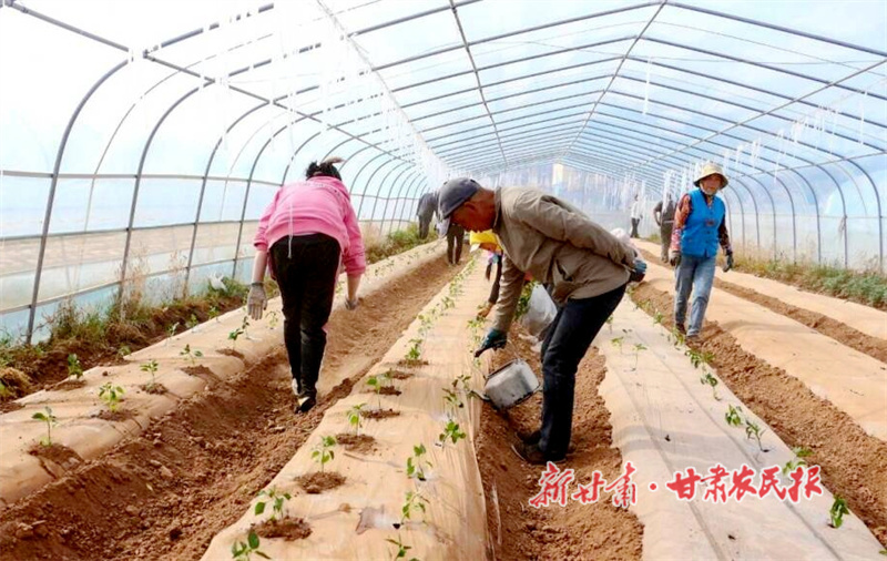 华亭：奏响产业致富“椒”响曲