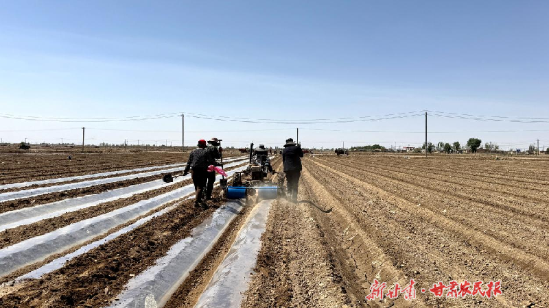 民勤：千亩蜜瓜移栽忙 绘就丰收好“钱”景‌